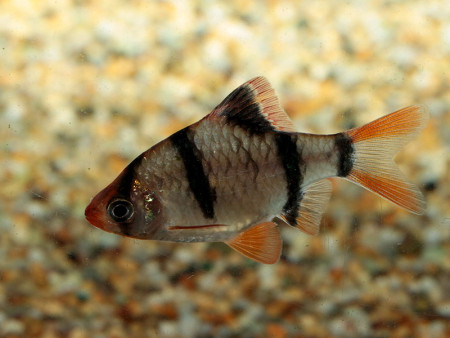 puntigrus partipentazona