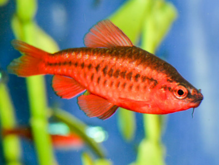puntius titteya