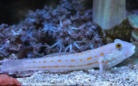 valenciennea puellaris