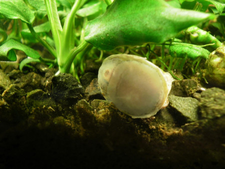 septaria porcellana