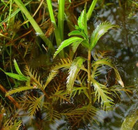 proserpinaca palustris