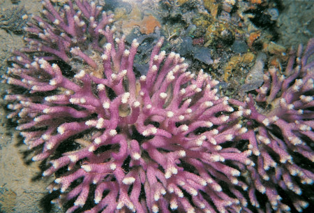 stylophora subseriata