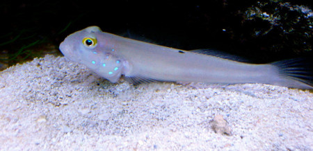 valenciennea sexguttata