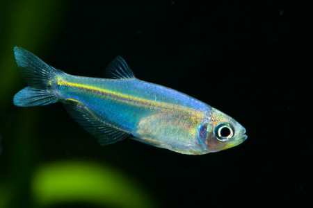 tyttocharax tambopatensis