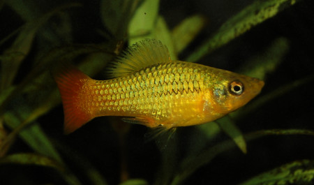 xiphophorus variatus