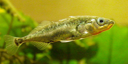 gasterosteus aculeatus aculeatus