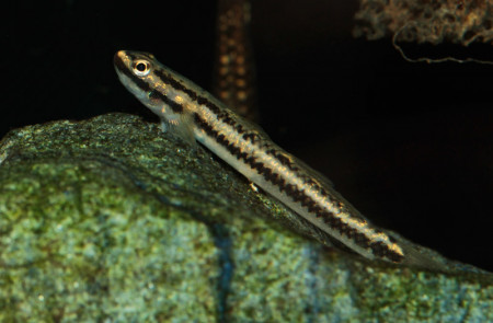 stiphodon atropurpureus