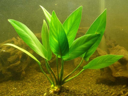 anubias hastifolia