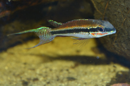 dicrossus filamentosus