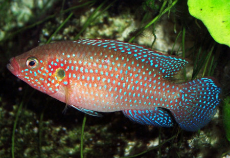 hemichromis lifalili