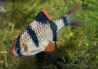 puntigrus tetrazona