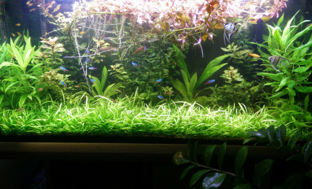 aquariophile Nec75