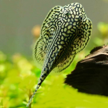 sewellia lineolata