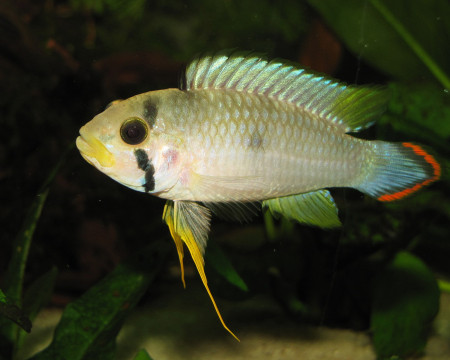 apistogramma panduro