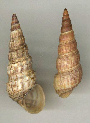 thiara cancellata (röding, pf, 1798)