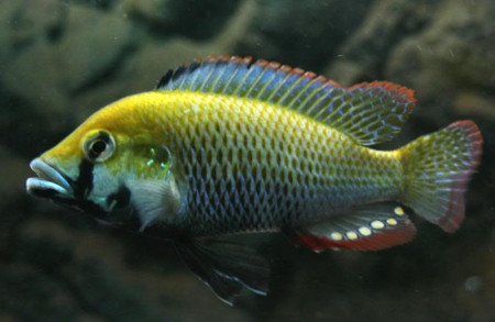 astatotilapia calliptera