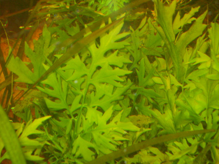 ceratopteris cornuta