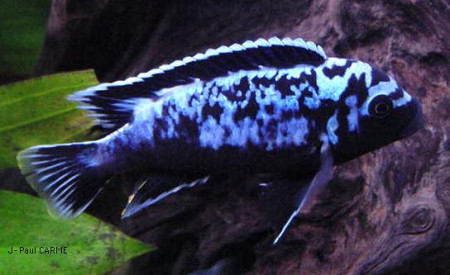 zz maylandia sp msobo magunga