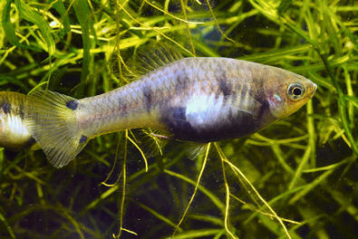 xiphophorus xiphidium