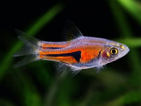 trigonostigma espei