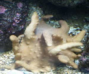 lobophytum pauciflorum