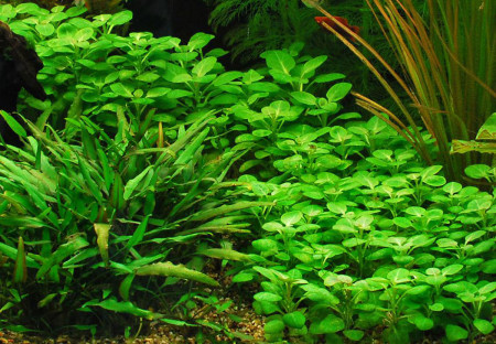 lobelia cardinalis