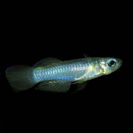aplocheilichthys normani