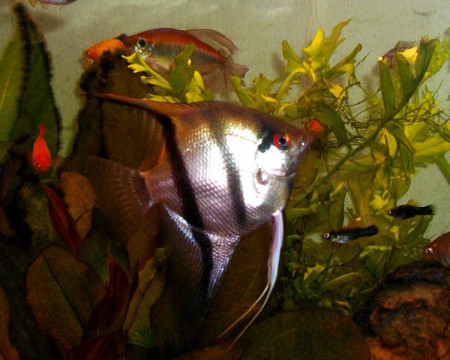 aquariophile ThierryTomas
