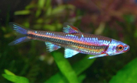 notropis chrosomus