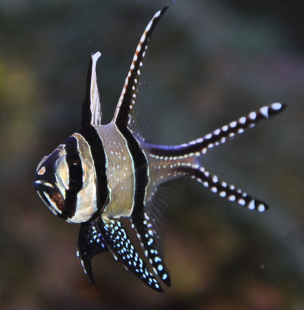 pterapogon kauderni