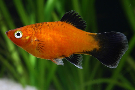 xiphophorus maculatus