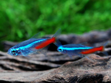 Poisson D'eau Douce Nains Solitaires Agressifs De Pierre De Plot De Moroko  Ou De Topmouth Est Dans L'aquarium De Biotope Photo stock - Image du  commun, destructif: 187280756