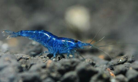neocaridina davidi var. blue dream