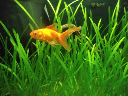 carassius auratus