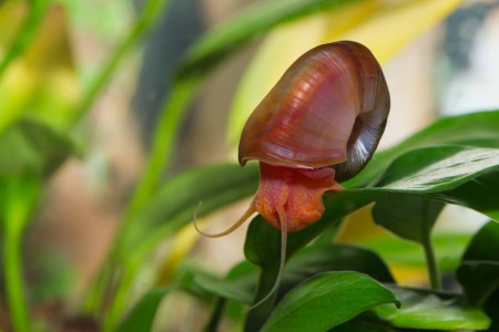 Escargots En Aquarium D Eau Douce Le Blog Dedie A L Aquarium Escargots En Aquarium D Eau Douce Le Blog Dedie A L Aquarium