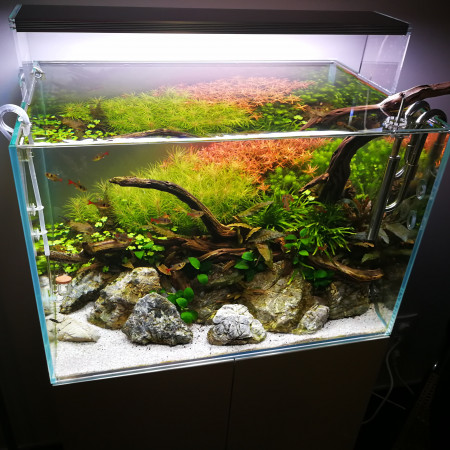 aquariophile Favarom1