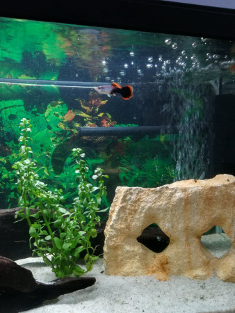 aquariophile sici-lia