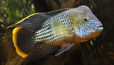 andinoacara rivulatus