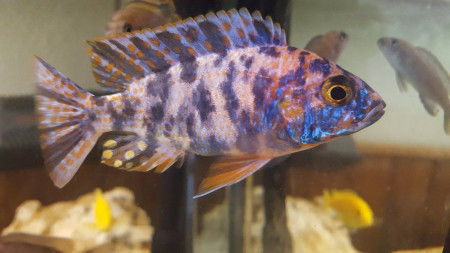 aquariophile Lolo51350