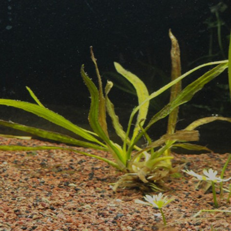 echinodorus var. "oriental"