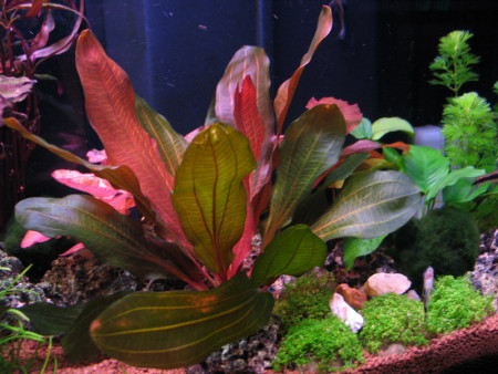 echinodorus var. "red special"