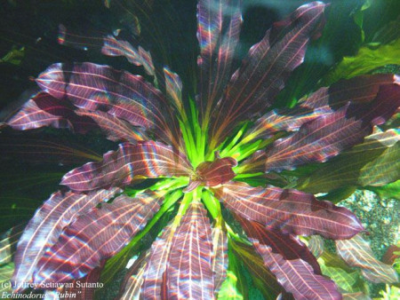 echinodorus var. "rubin"