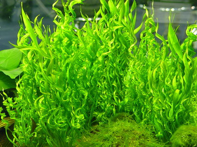 echinodorus vesuvius