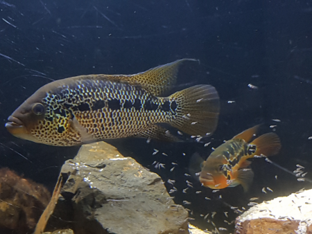 parachromis motaguensis