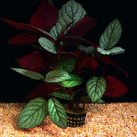 hemigraphis colorata