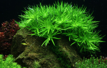 heteranthera zosterifolia