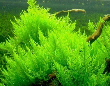 vesicularia reticulata