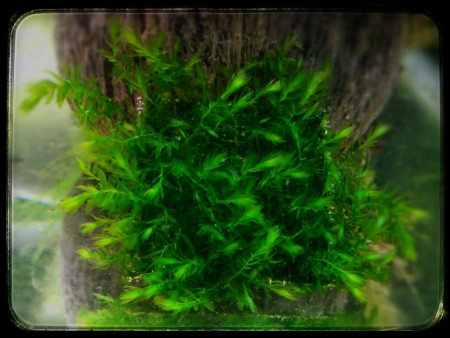 fontinalis hypnoides