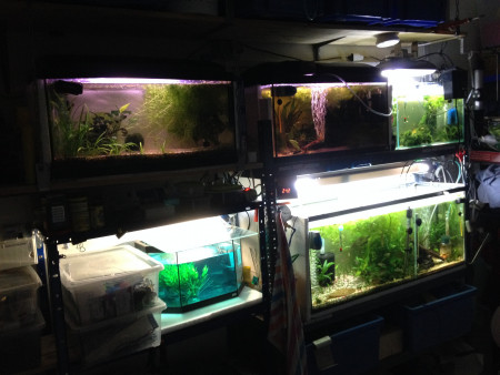 aquariophile joelzenderaqua