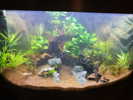aquariophile dimitryyyy